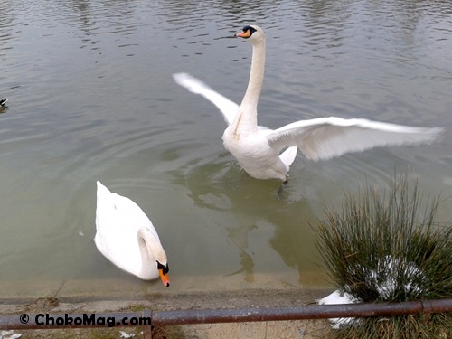 neige2 couple de cygne qui bat des ailes au lac Daumesnil des bois de vincennes