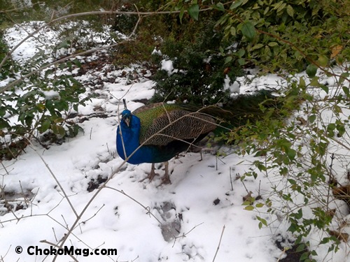 neige4 un paon dans la neige aux bois de vincennes