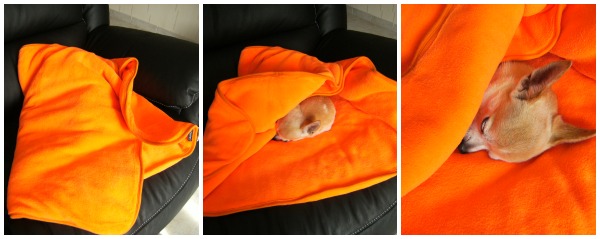 couverture-chihuahua-chaude plaid polaire pour chien et chat ezoo orange très chaud