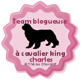 team blogueuse à cavalier king charles