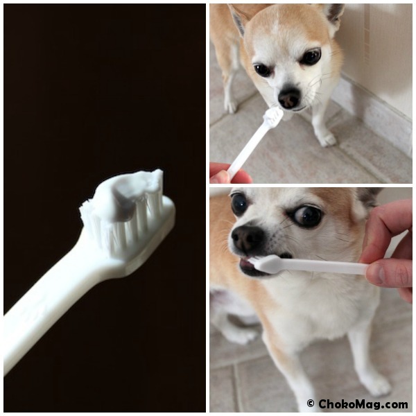 brossage de dents chihuahua dentifrice de la woufbox