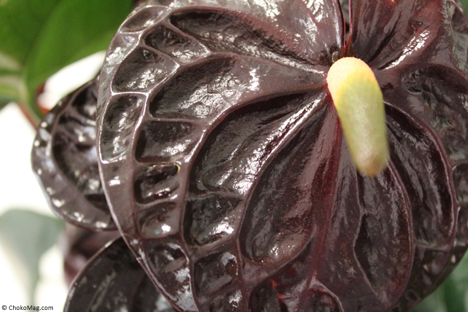 zoom fleur d'anthurium black queen