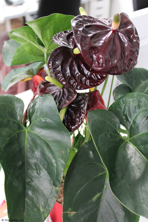 feuillage anthurium black queen