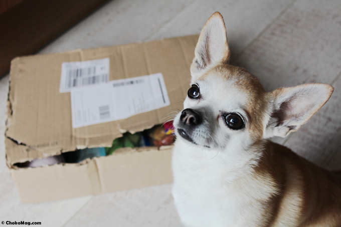 box pour chien reçue en colissimo carton