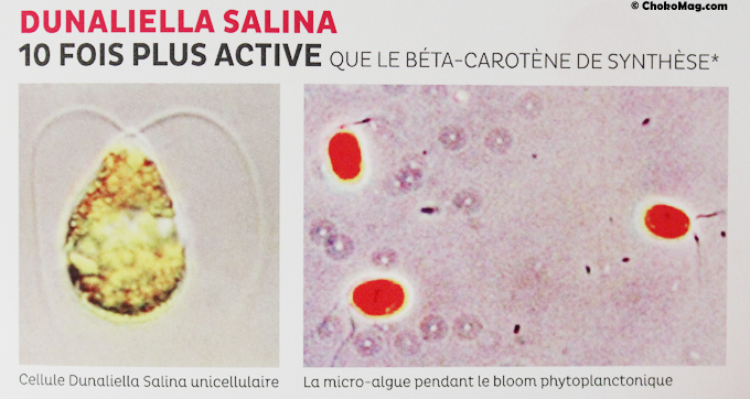algue dunaliella salina