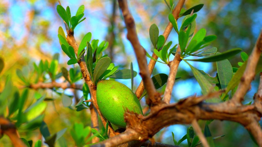 L'arganier et ses fruits