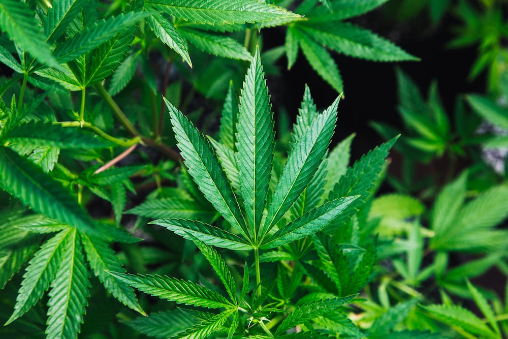 Graines de Cannabis : un super-aliment qui ne vous fera pas planer