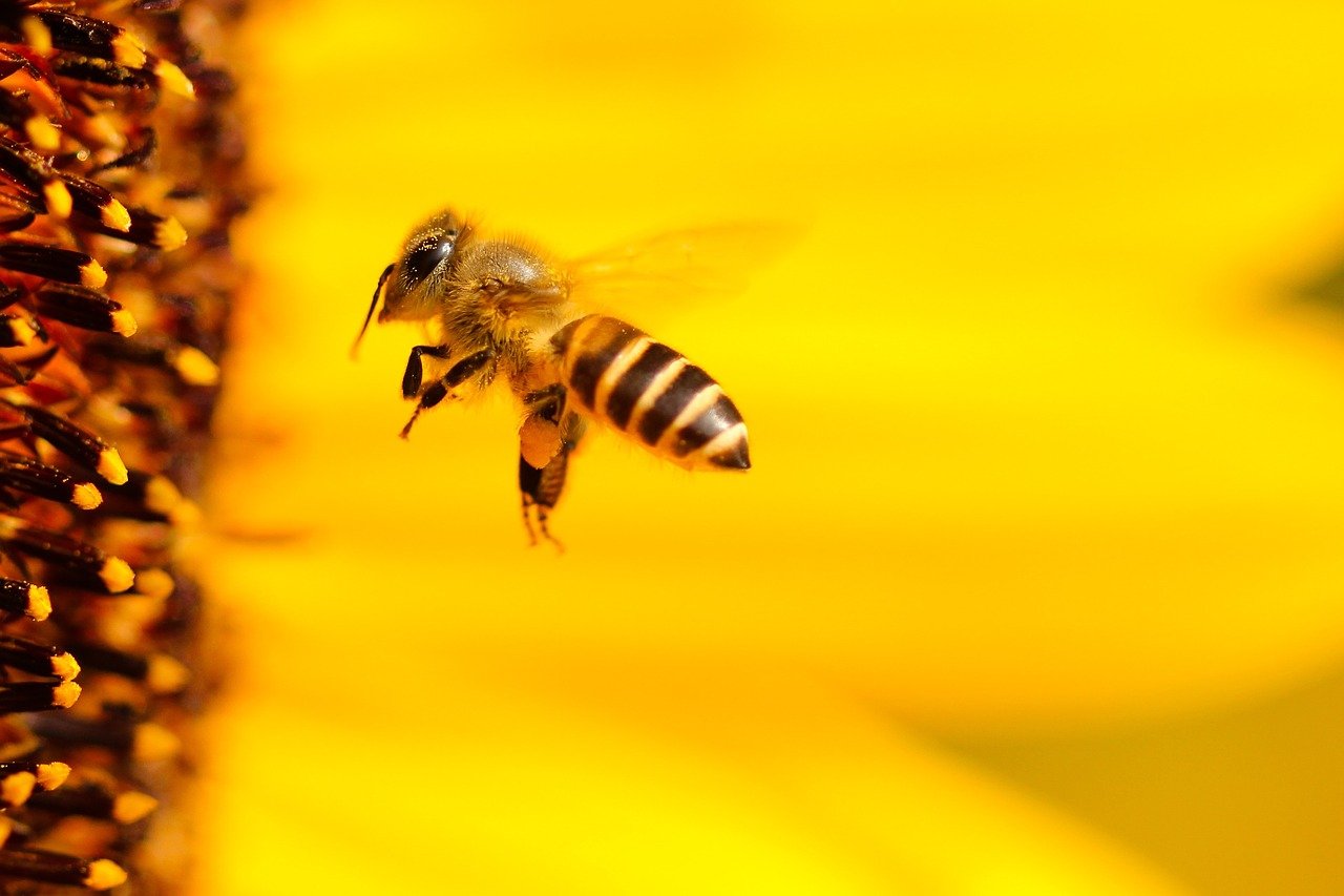 Proprietes venin d’abeille en cosmétique